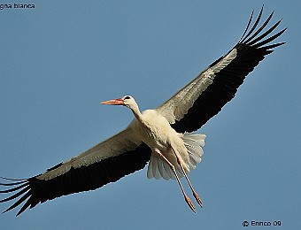 Animali 386